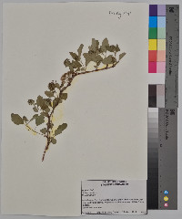 Spiraea media image