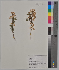 Spiraea prunifolia image