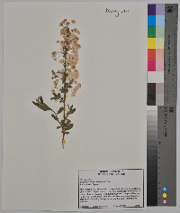 Spiraea prunifolia image