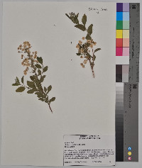 Spiraea prunifolia image