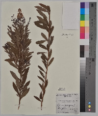 Spiraea alba image