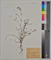 Asperula cynanchica image