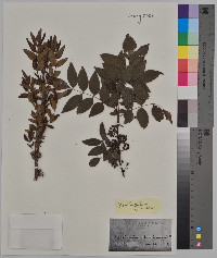 Zanthoxylum americanum image