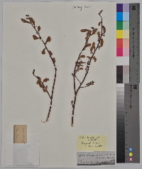 Salix starkeana image