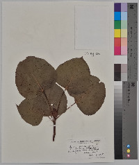 Populus balsamifera image