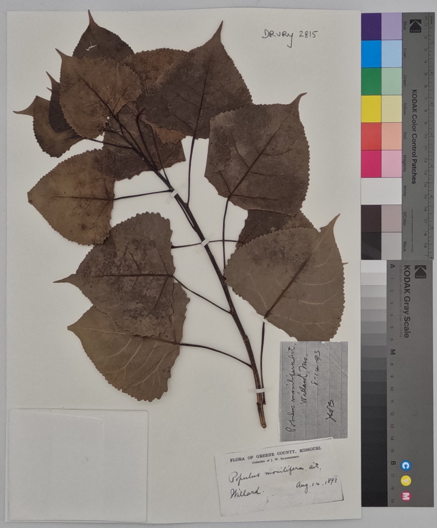 Populus deltoides subsp. monilifera image