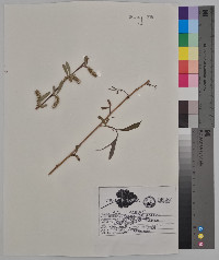 Salix babylonica image