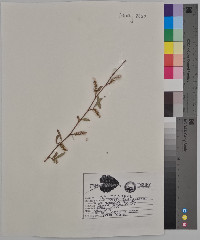 Salix babylonica image