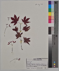 Acer palmatum image