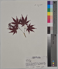 Acer palmatum image