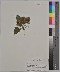 Acer tataricum image