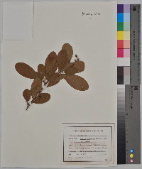 Sideroxylon lanuginosum subsp. lanuginosum image