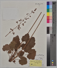 Heuchera richardsonii image