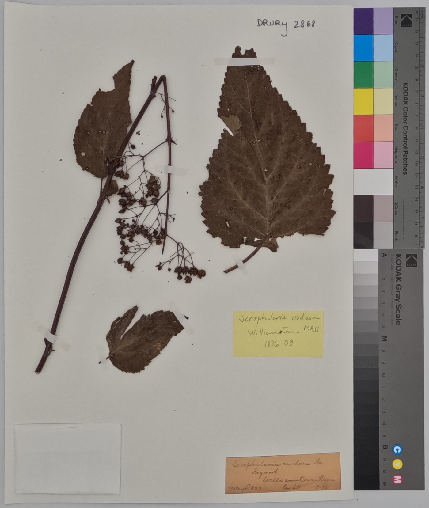 Scrophularia nodosa image
