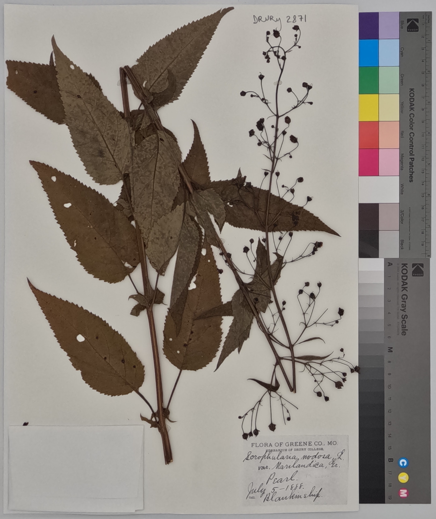 Scrophularia nodosa var. marilandica image