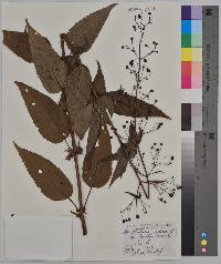 Scrophularia nodosa var. marilandica image