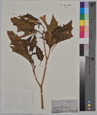 Datura stramonium image