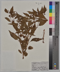 Physalis lanceolata image