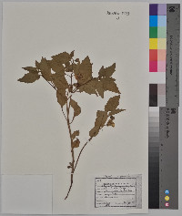 Physalis virginiana image