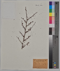 Ulmus pumila image