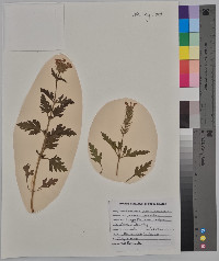 Verbena canadensis image