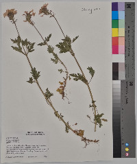 Verbena canadensis image