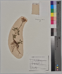 Glandularia bipinnatifida var. bipinnatifida image