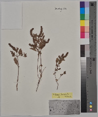 Verbena bracteata image