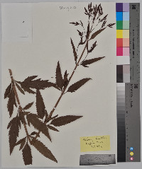 Verbena hastata image