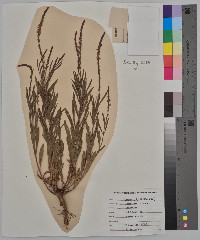 Verbena simplex image