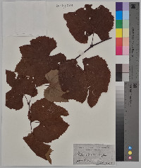 Vitis cinerea image