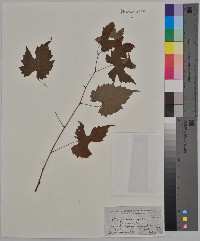 Vitis palmata image