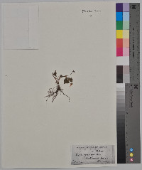 Viola pubescens var. scabriuscula image