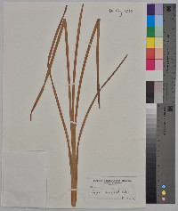 Typha angustifolia image