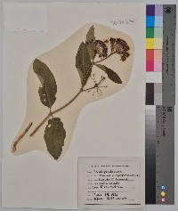 Asclepias purpurascens image