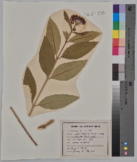 Asclepias purpurascens image