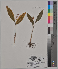 Convallaria majalis image