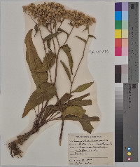 Parthenium integrifolium image