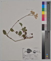 Packera obovata image