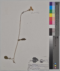 Packera paupercula image