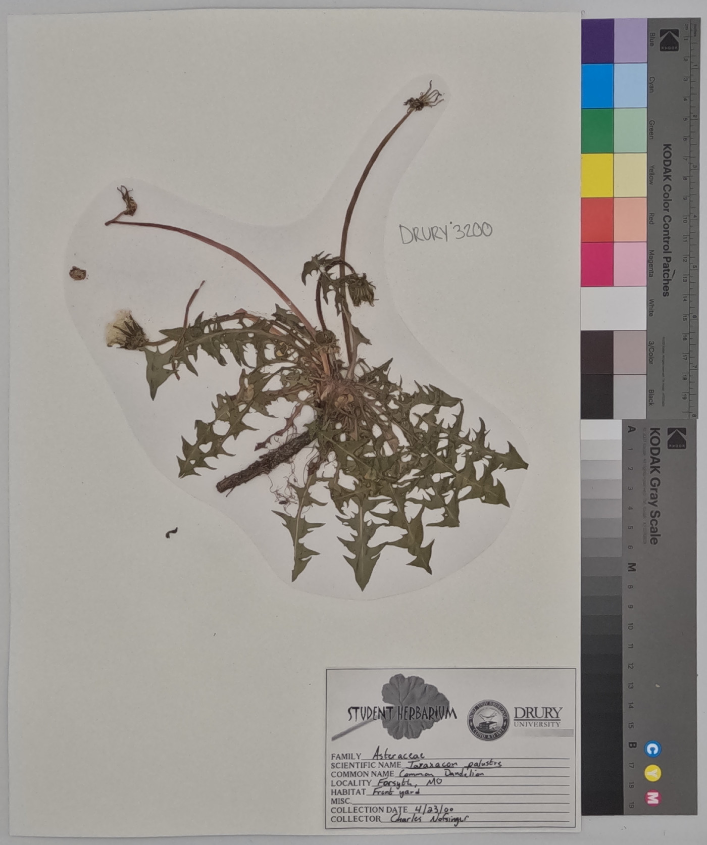 Taraxacum palustre image