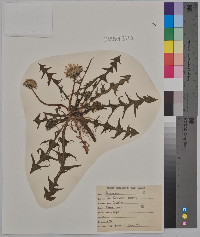 Taraxacum palustre image