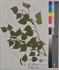 Betula papyrifera image