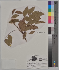 Berberis canadensis image