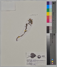 Lithospermum canescens image