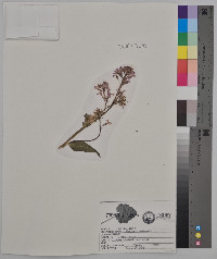 Hesperis matronalis image