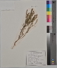 Lepidium campestre image