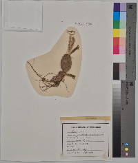 Opuntia macrorhiza image