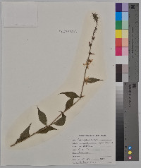 Campanula rapunculoides image