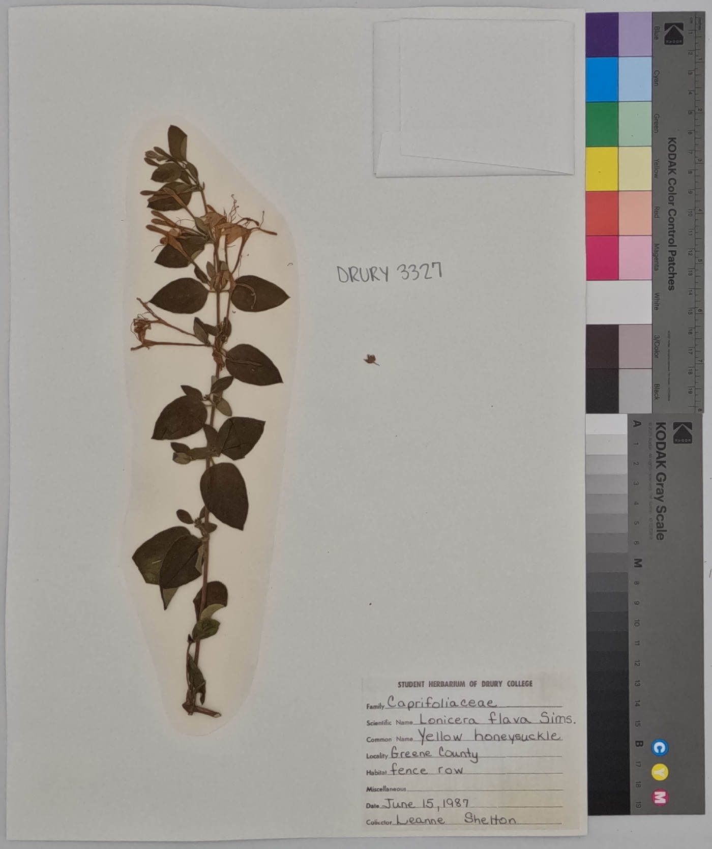 Lonicera flava image